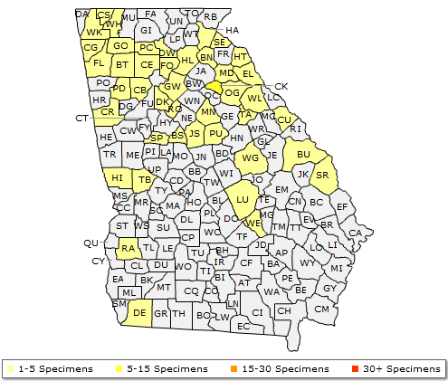 The native range of Acer leucoderme